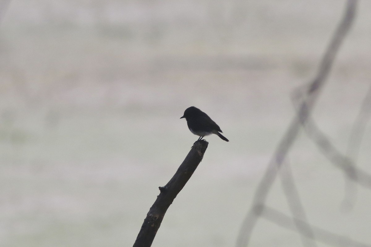 Pied Bushchat - ML646384381