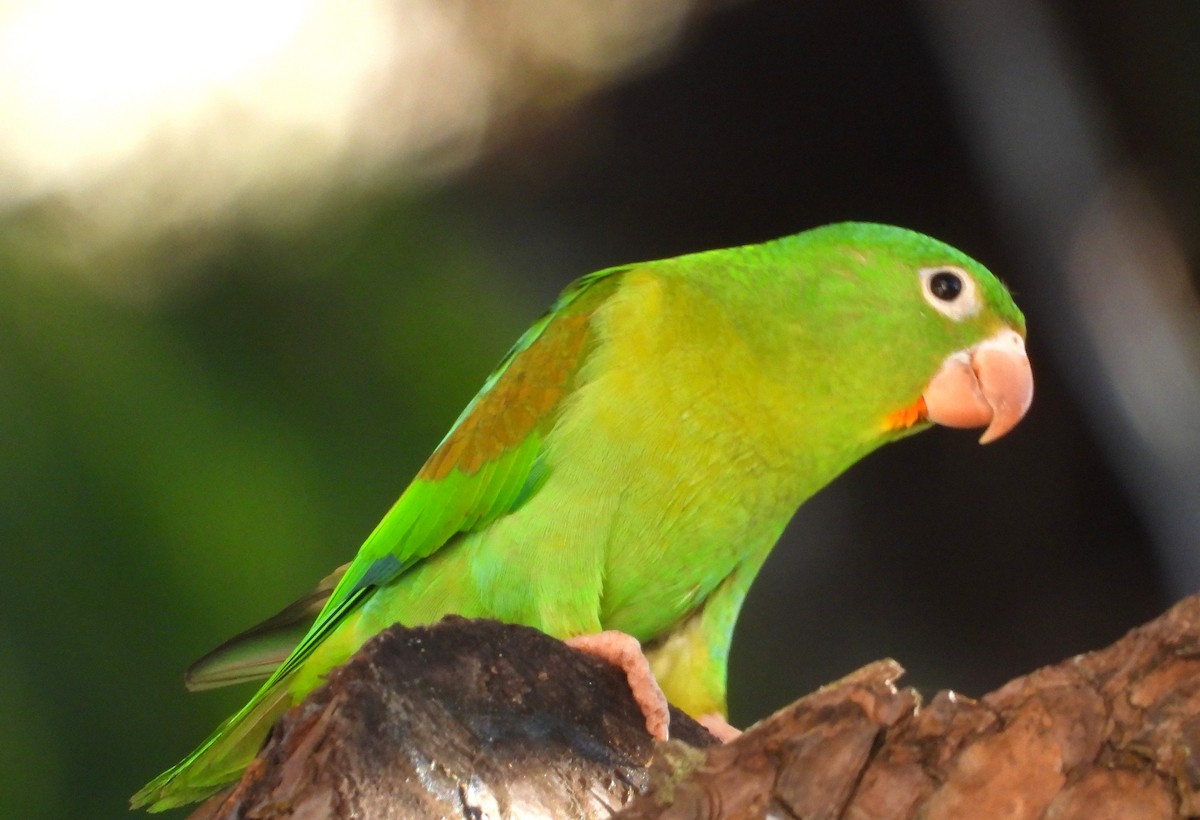 brunvingeparakitt - ML646384382