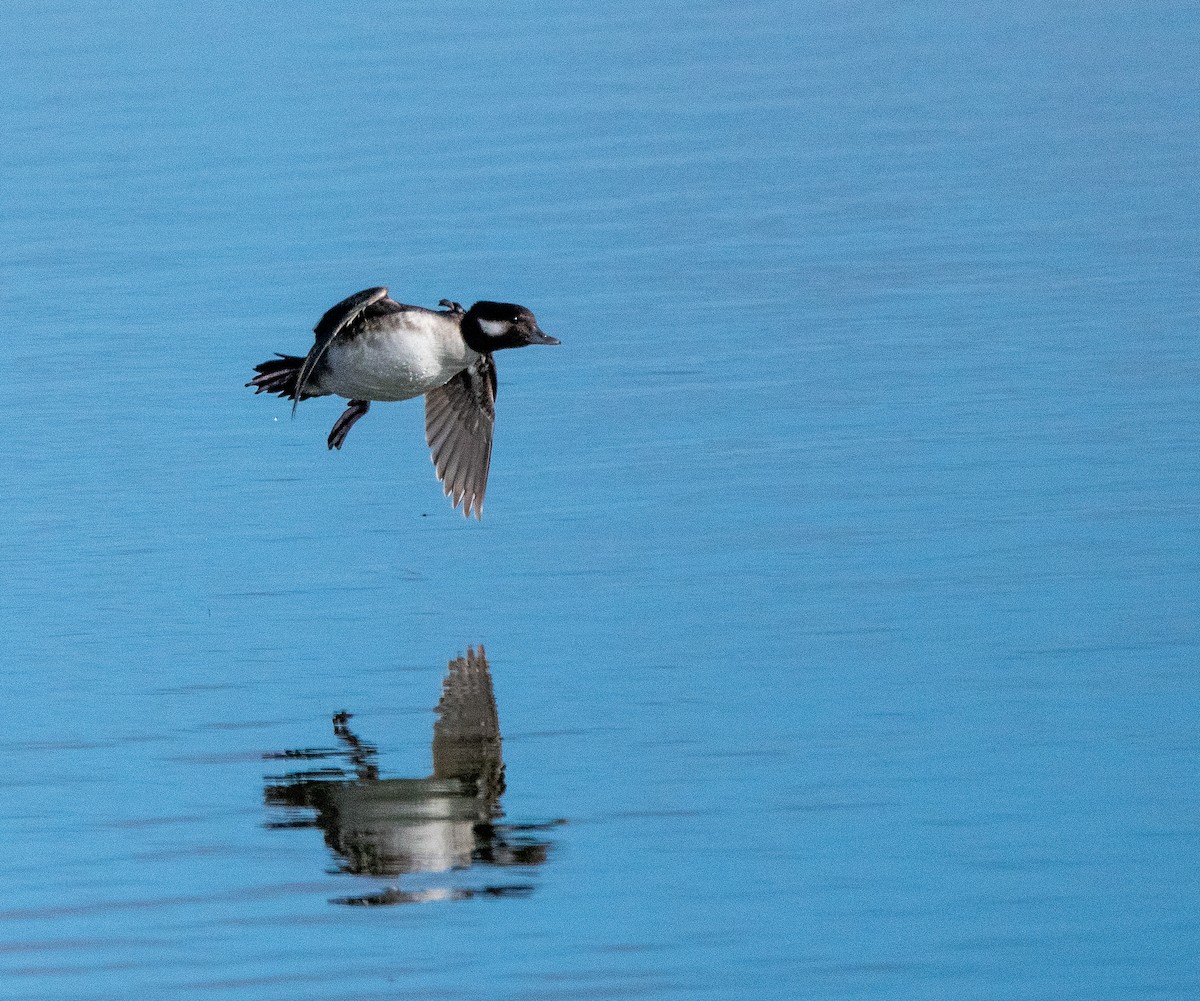 Petit Garrot - ML646384383