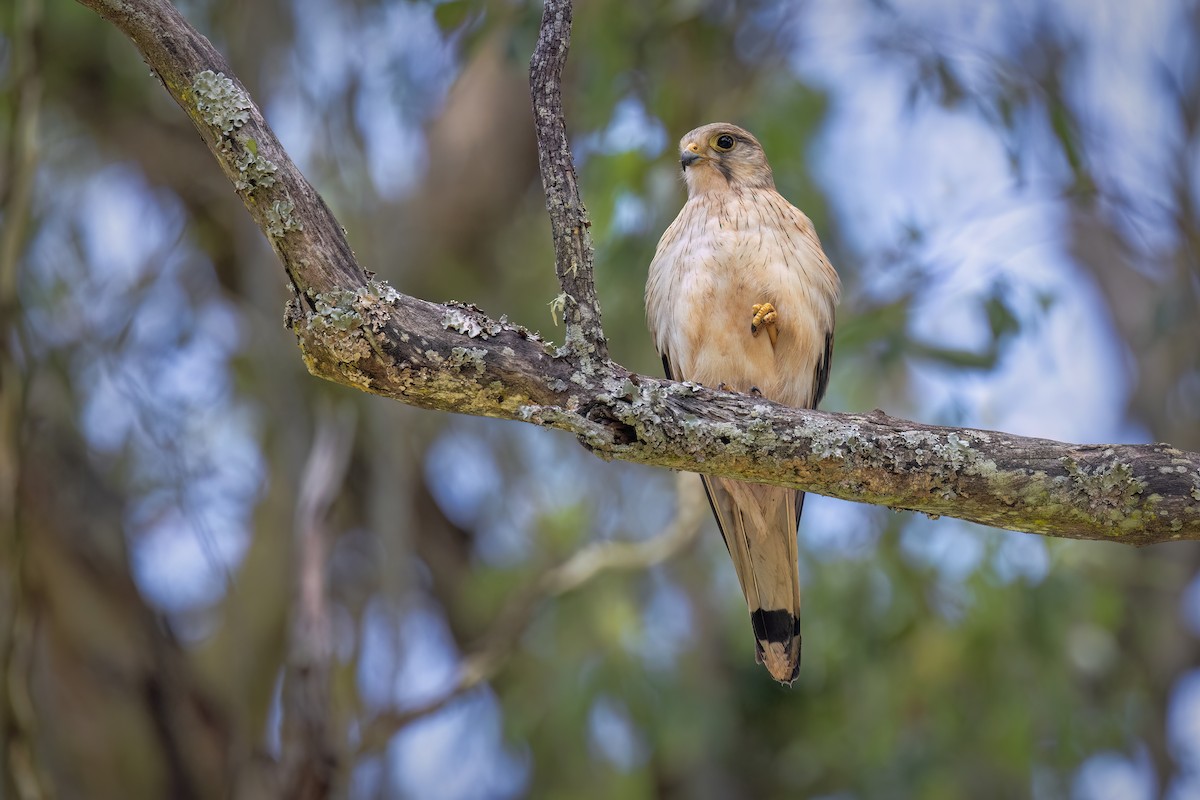 australiafalk - ML646384385