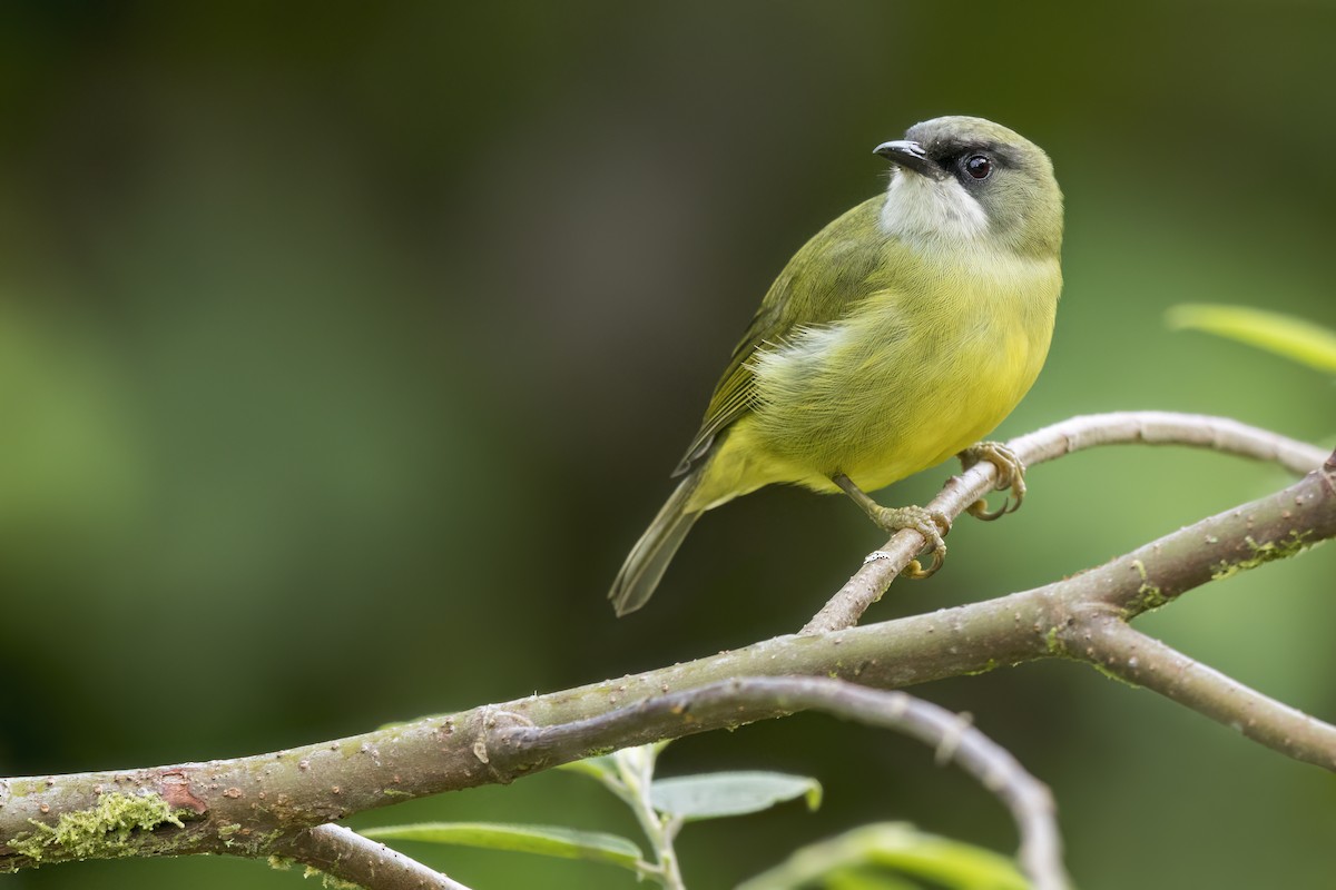 Mindanao Heleia - ML646384387