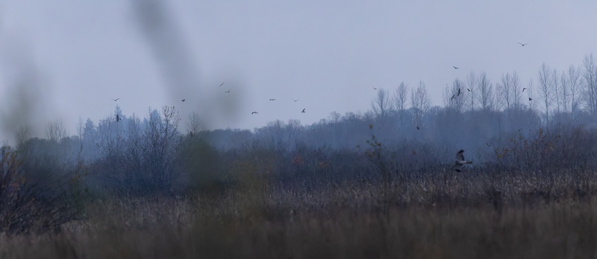 Northern Harrier - ML646384388