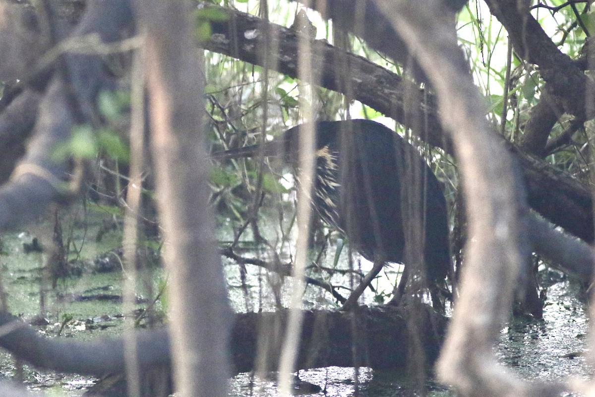 Black Bittern - ML646384389