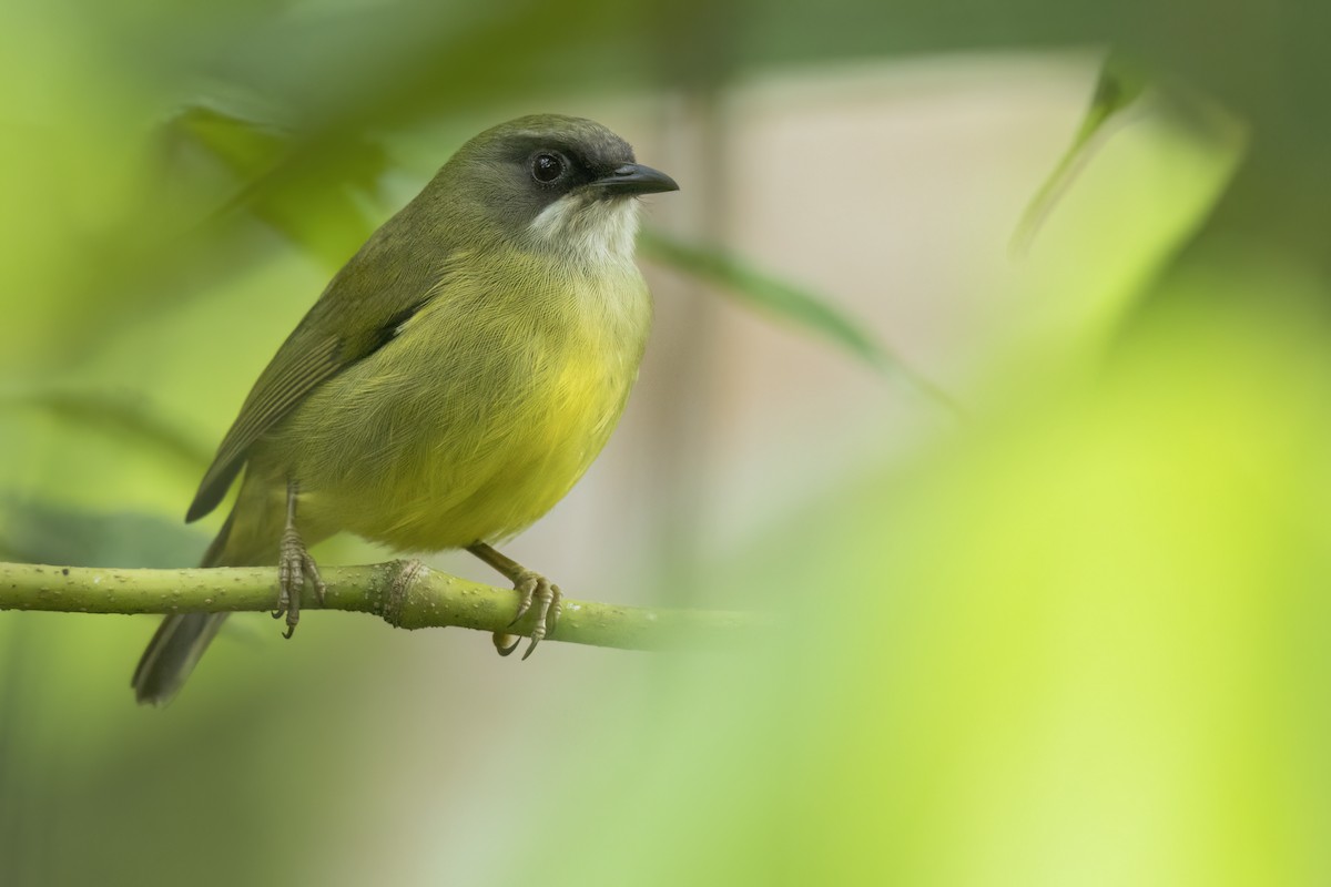 Mindanao Heleia - ML646384392