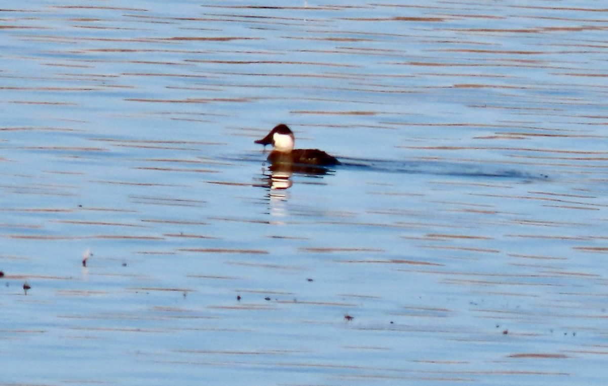 Ruddy Duck - ML646384407