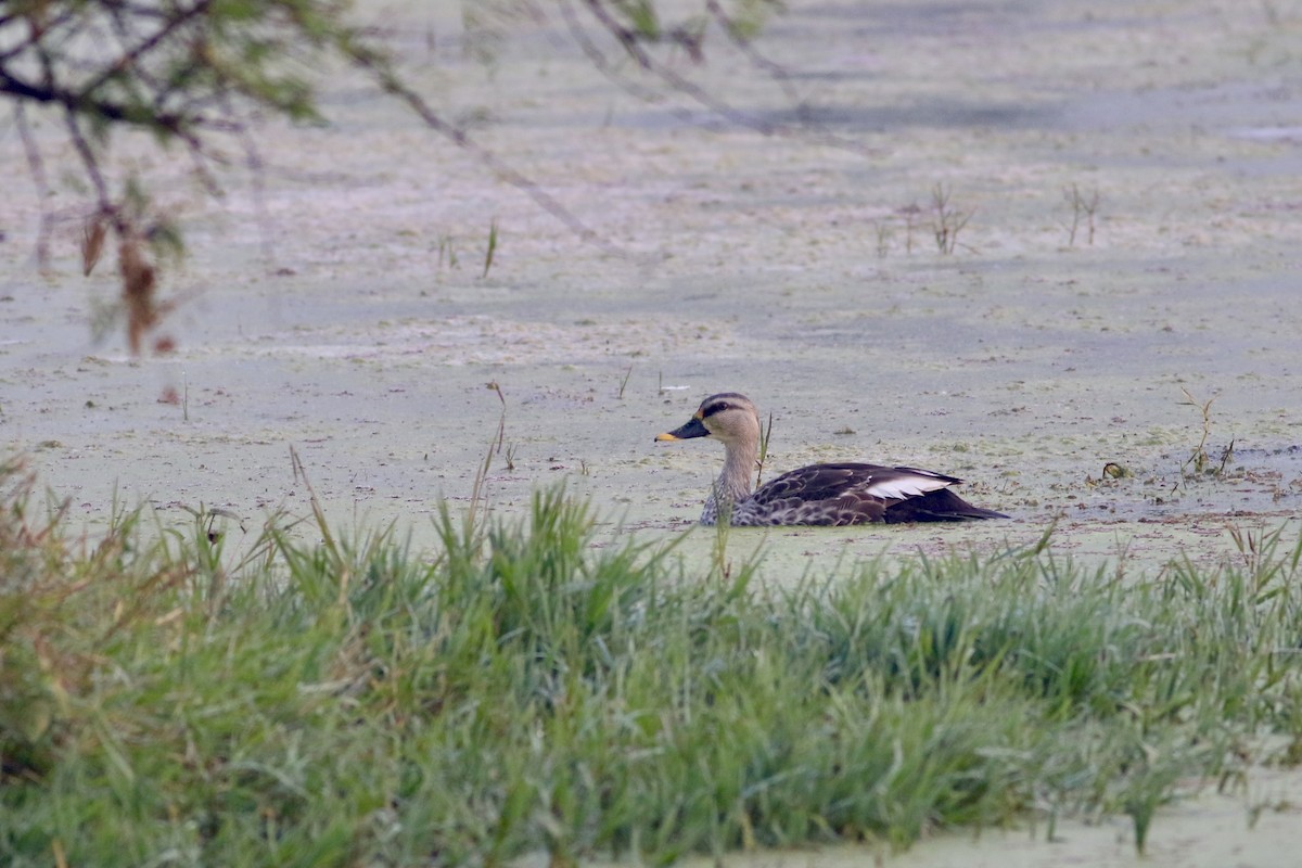 Indian Spot-billed Duck - ML646384410