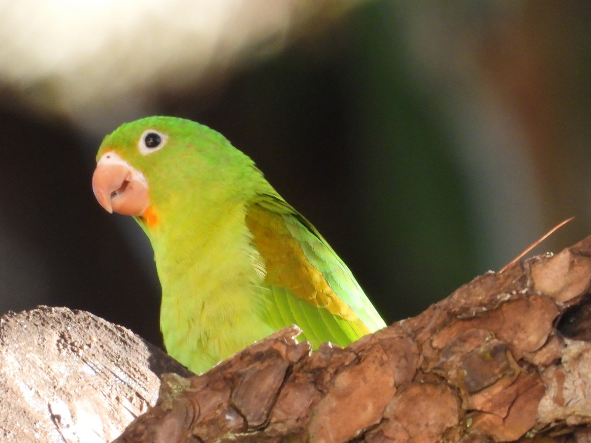 brunvingeparakitt - ML646384411