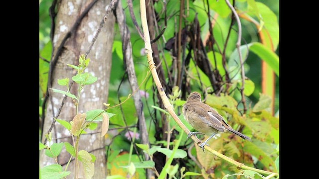 Очеретянка товстодзьоба - ML646384415