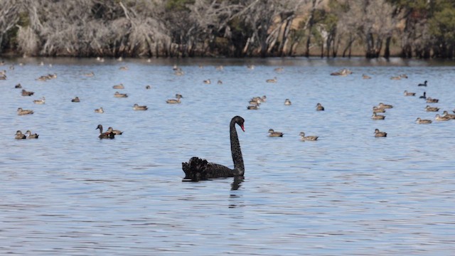 Лебідь чорний - ML646384416