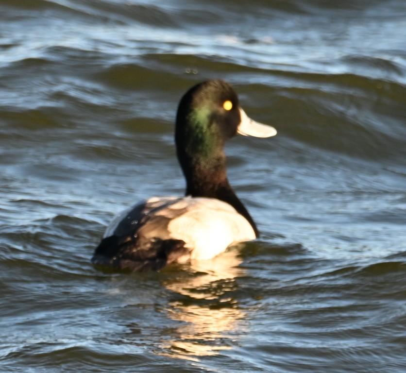 Greater Scaup - ML646384417