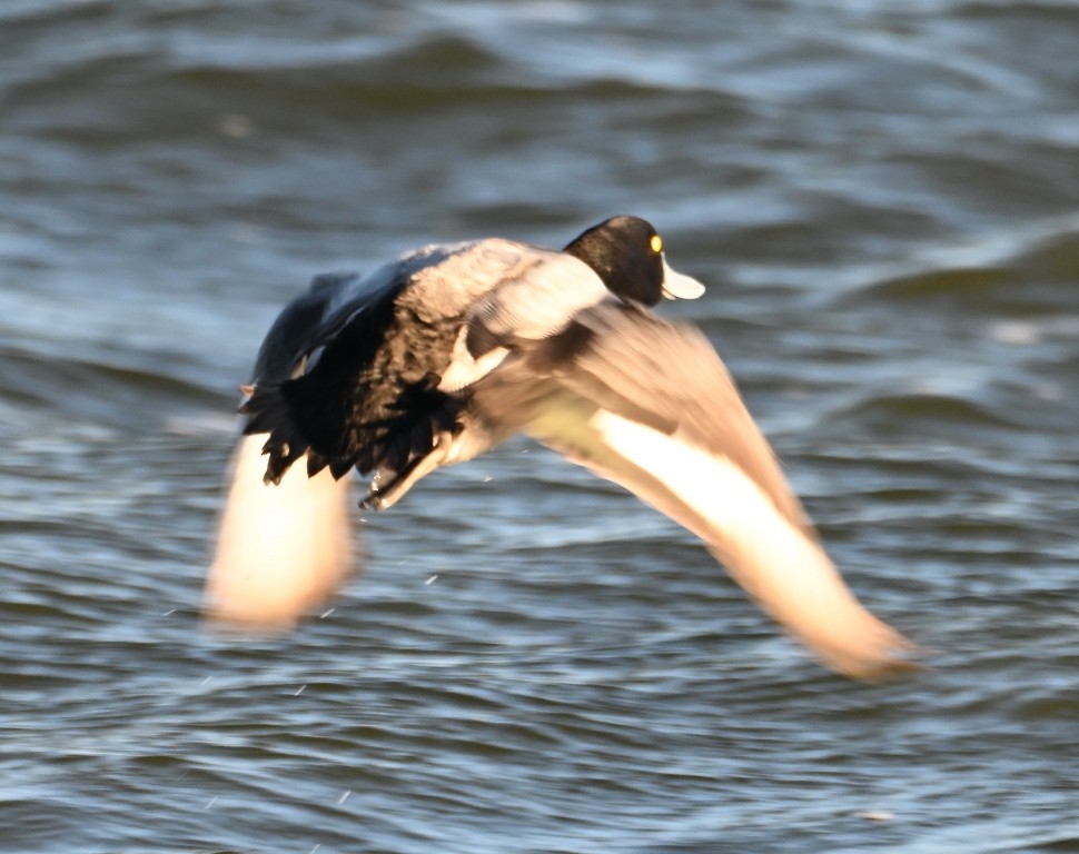 Greater Scaup - ML646384418