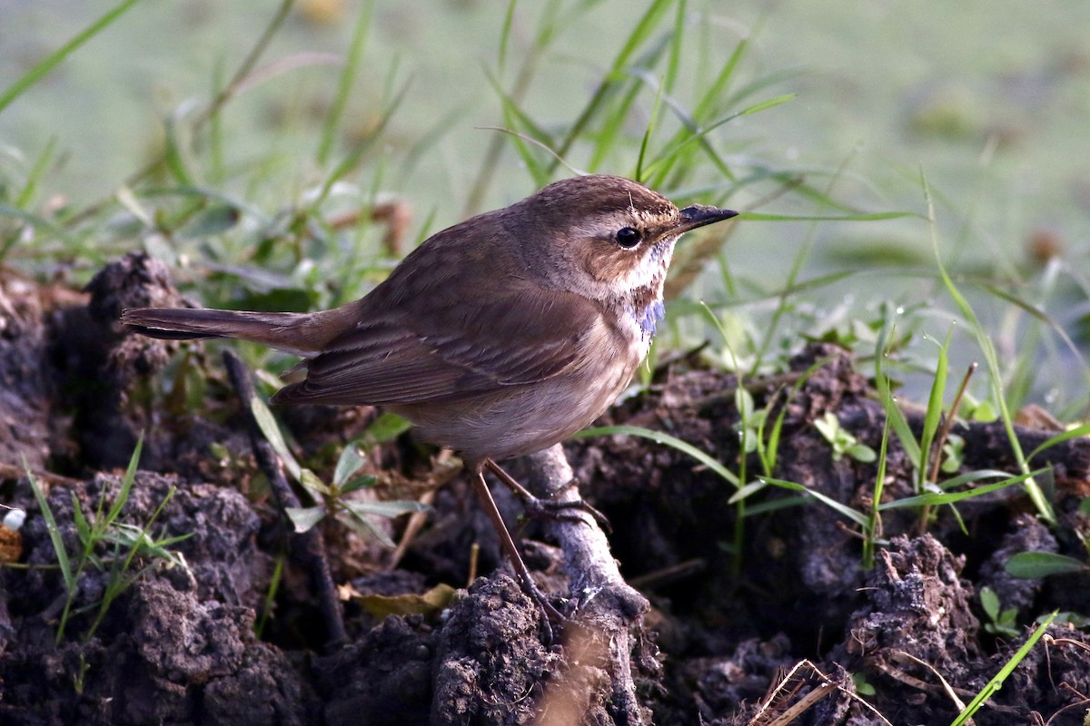 Сондорт гургалдай - ML646384420
