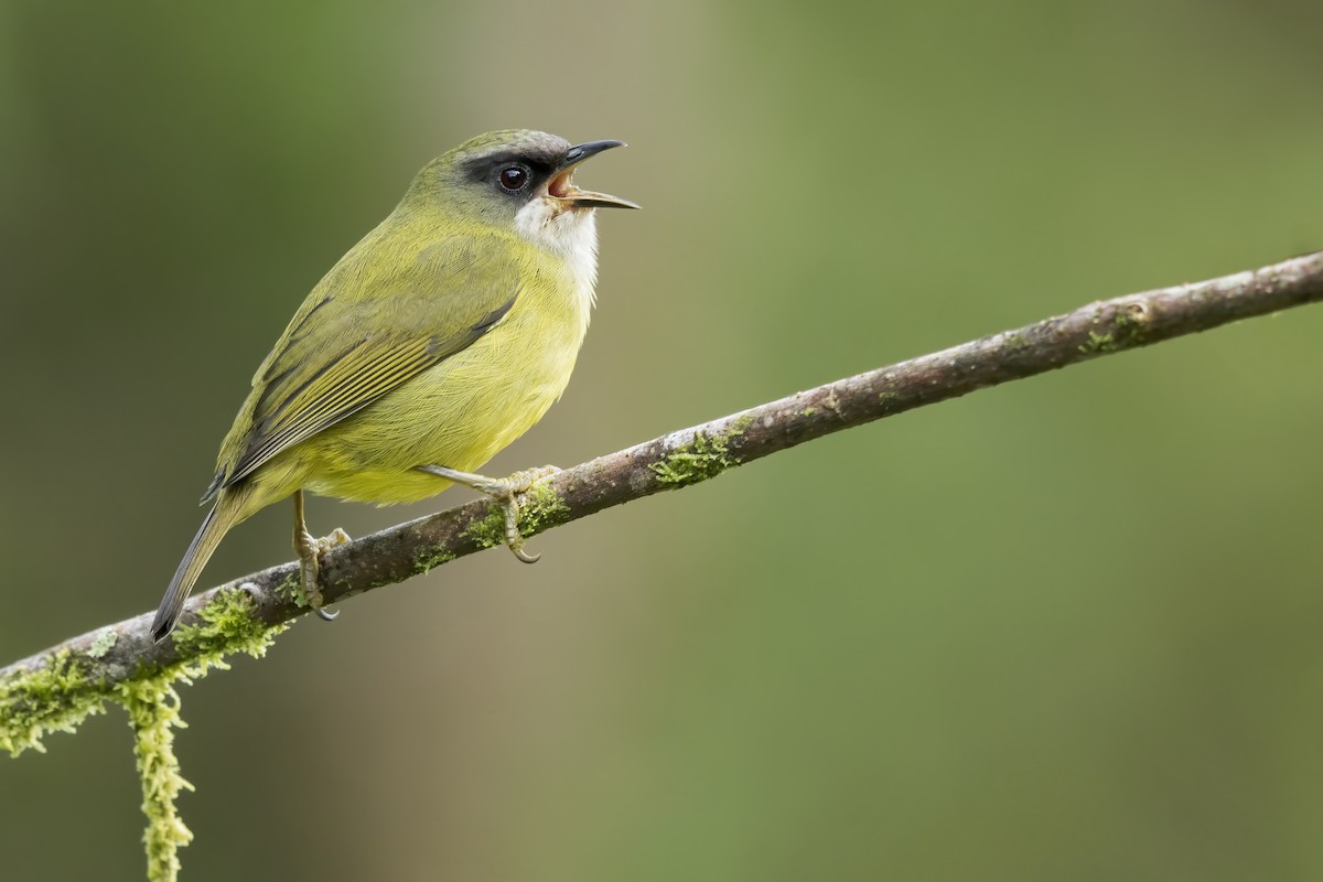 Mindanao Heleia - ML646384422