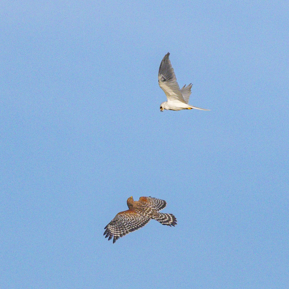 Red-shouldered Hawk - ML646384423