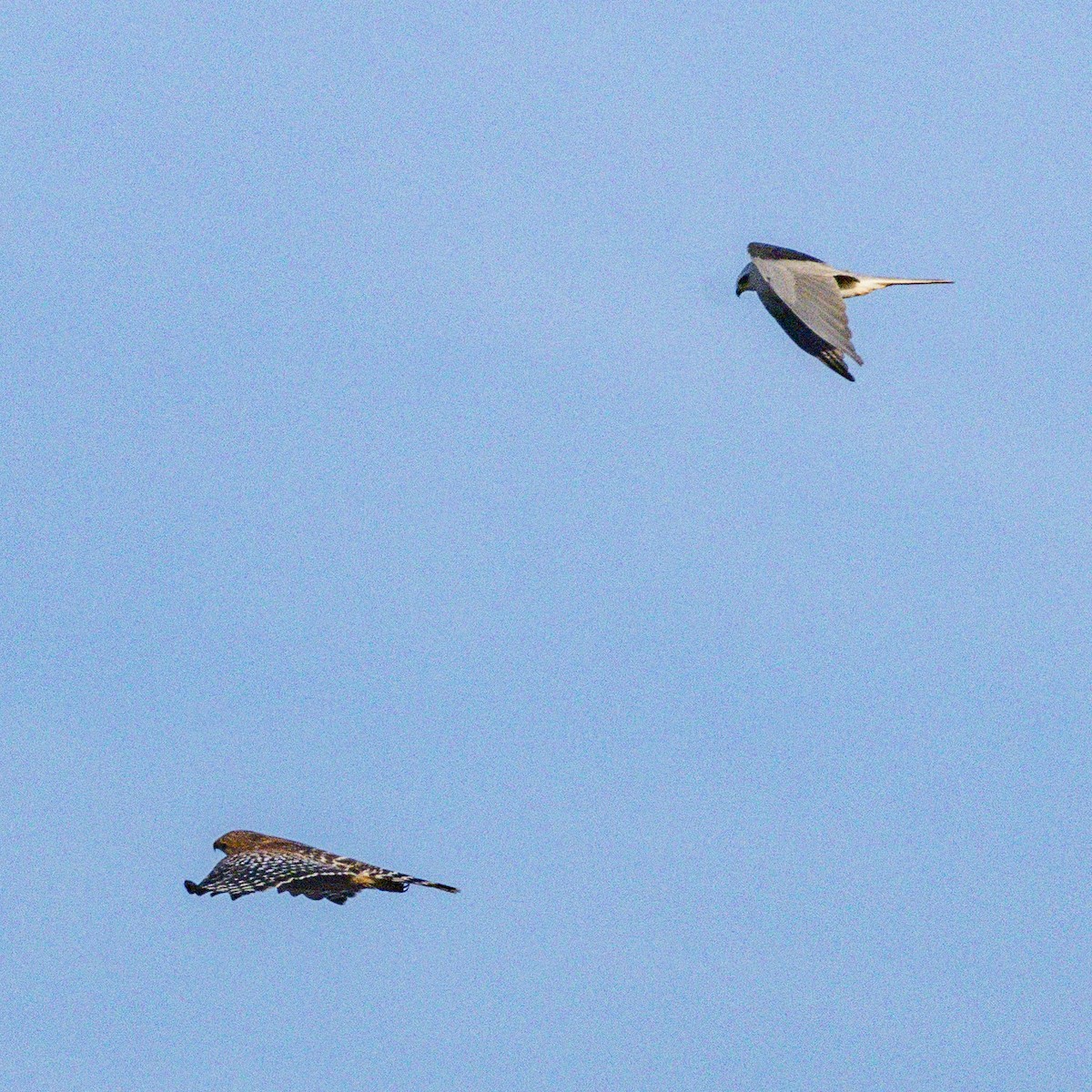 Red-shouldered Hawk - ML646384426