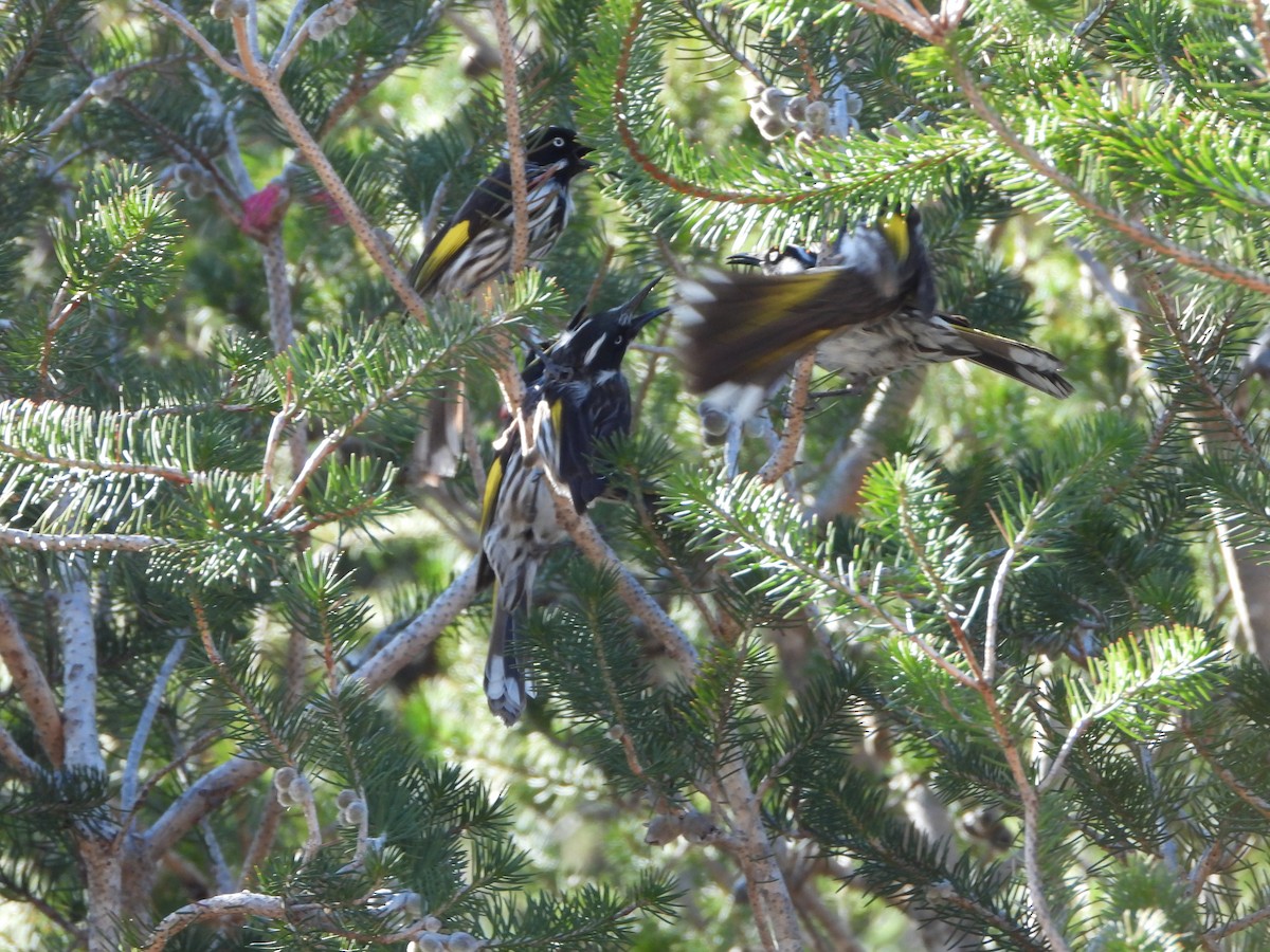 New Holland Honeyeater - ML646384427