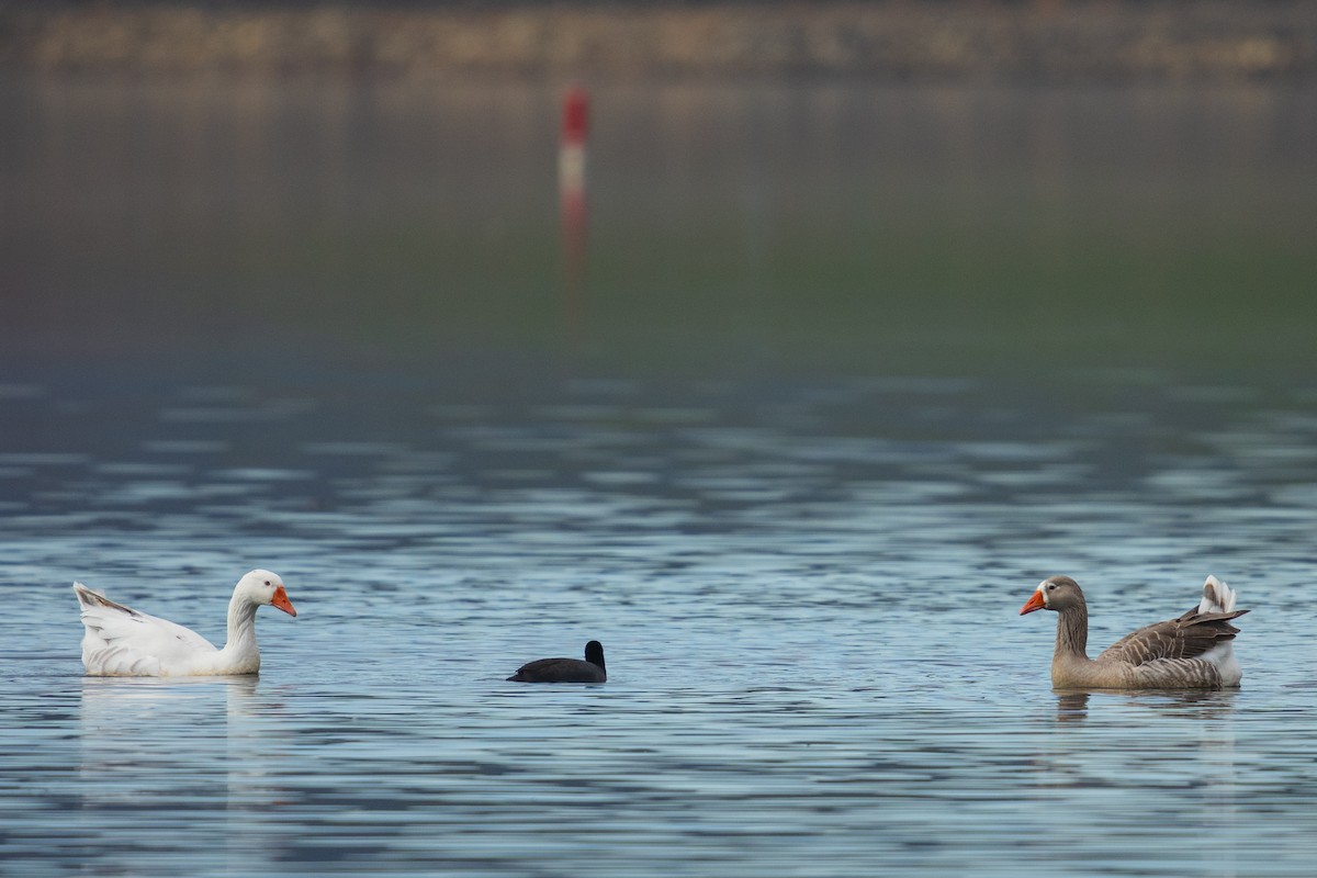 Oie cendrée - ML646384428