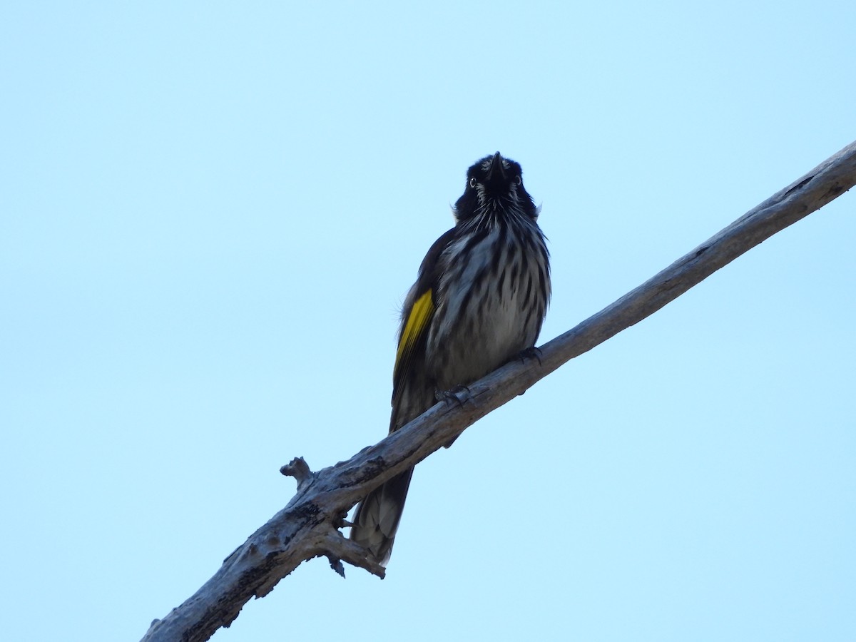 New Holland Honeyeater - ML646384429