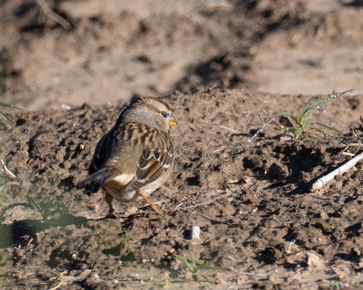 White-crowned Sparrow - ML646384431