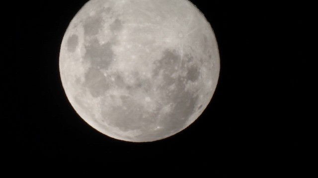 Океанник Вільсона - ML646384432