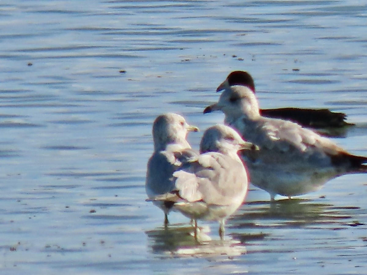 Ring-billed Gull - ML646384433