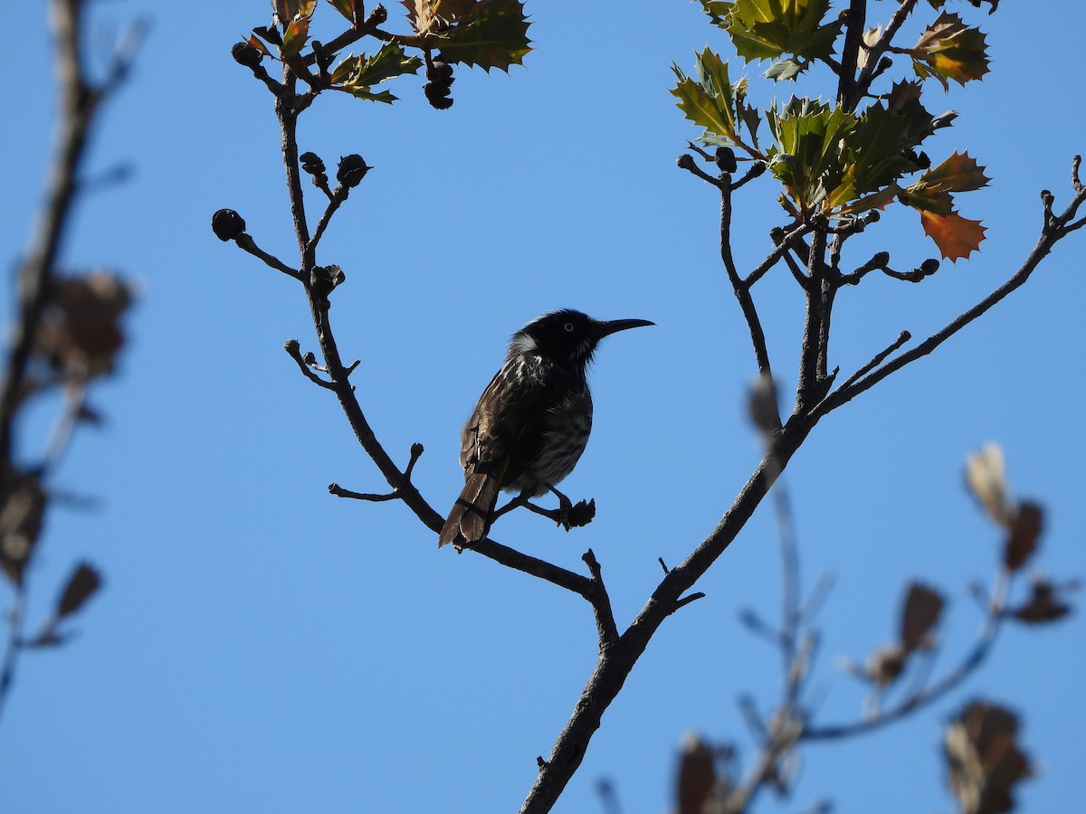 New Holland Honeyeater - ML646384434