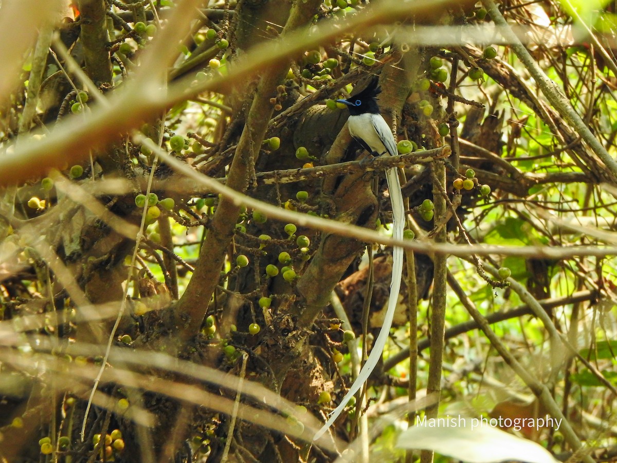 Indian Paradise-Flycatcher - ML646384436