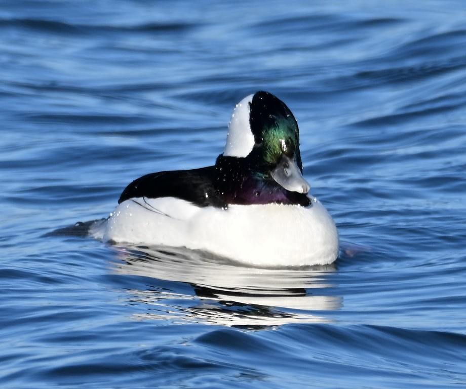 Bufflehead - ML646384438