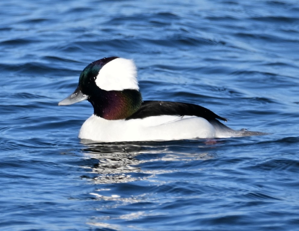 Bufflehead - ML646384439