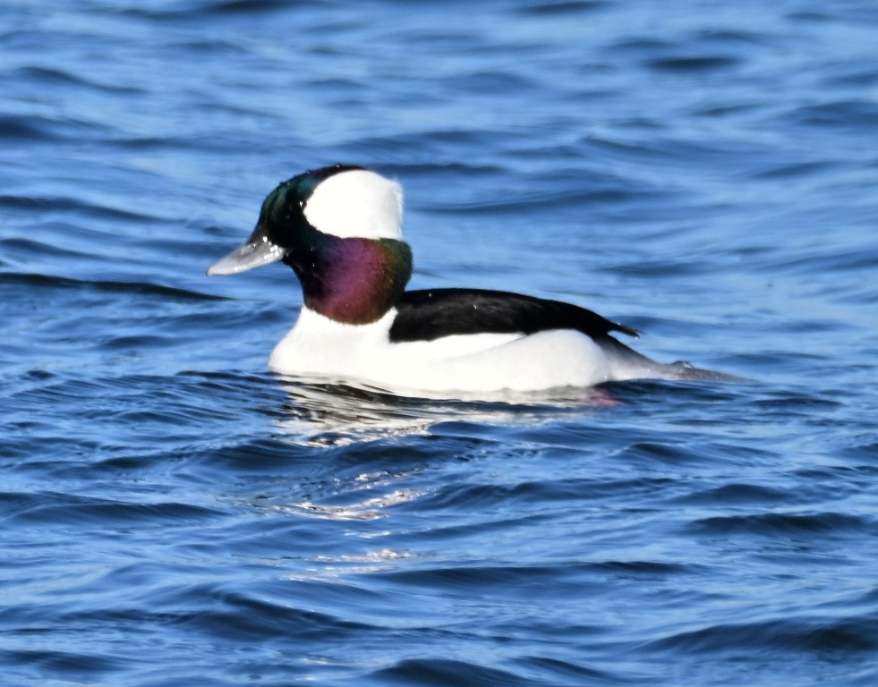 Bufflehead - ML646384440
