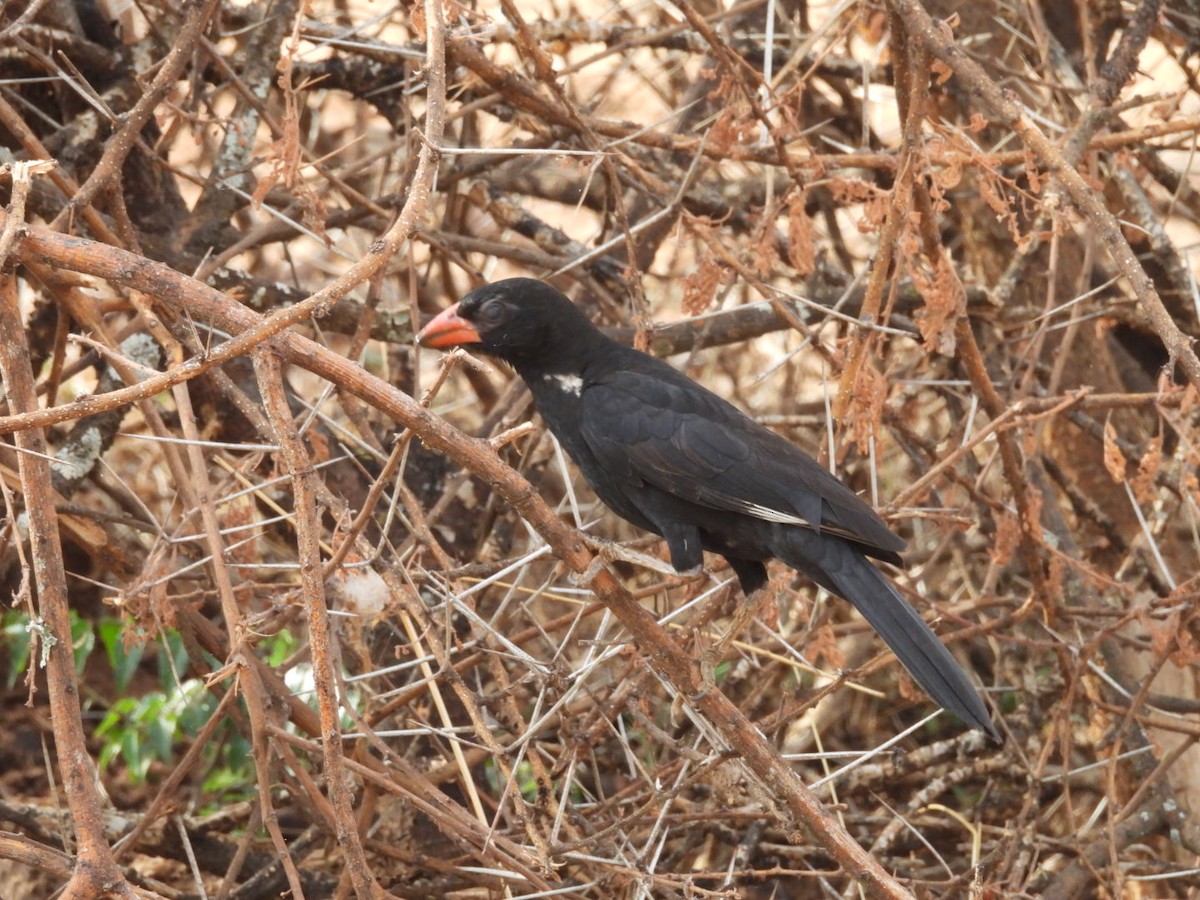 Red-billed Buffalo-Weaver - ML646384441