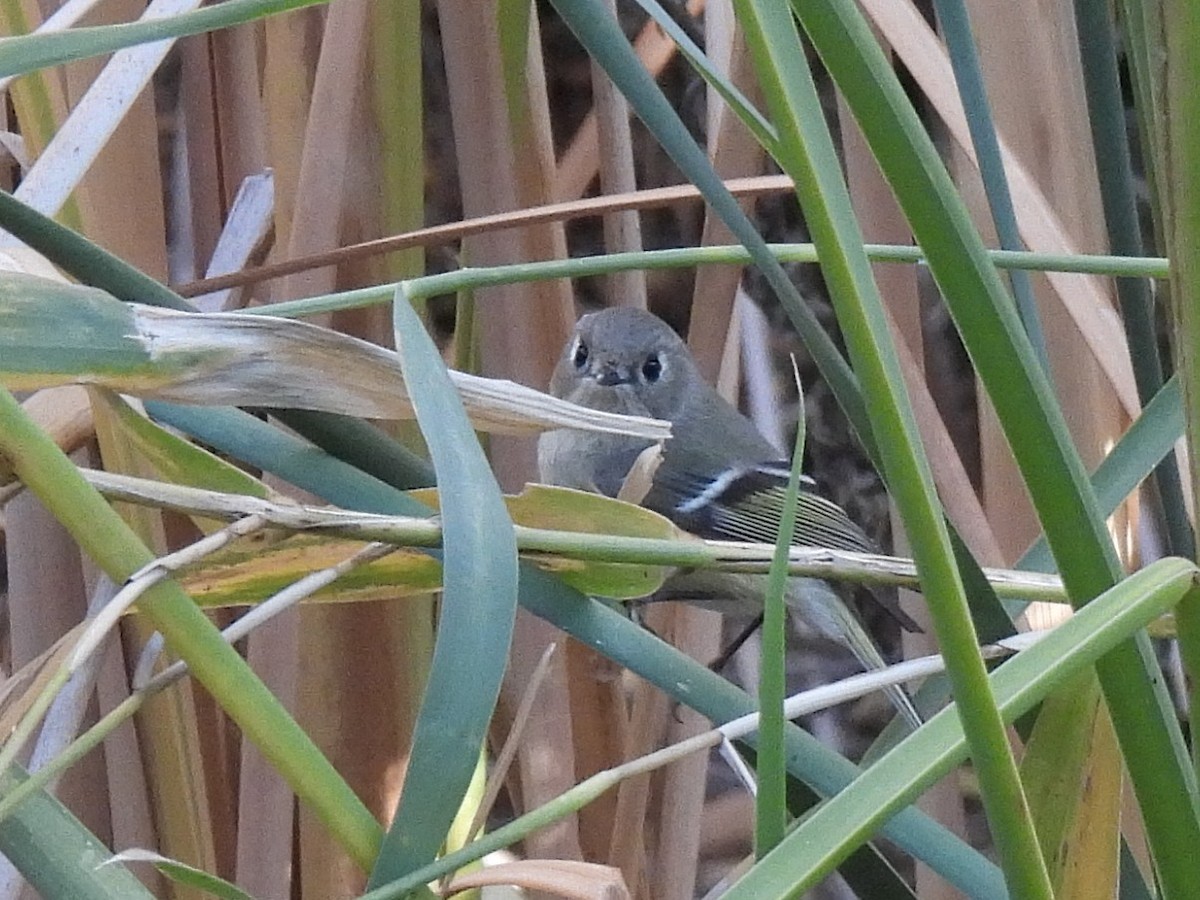 Ruby-crowned Kinglet - ML646384442