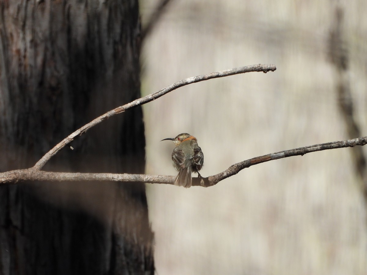 Western Spinebill - ML646384443