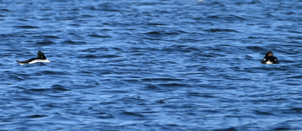 Common Goldeneye - ML646384444