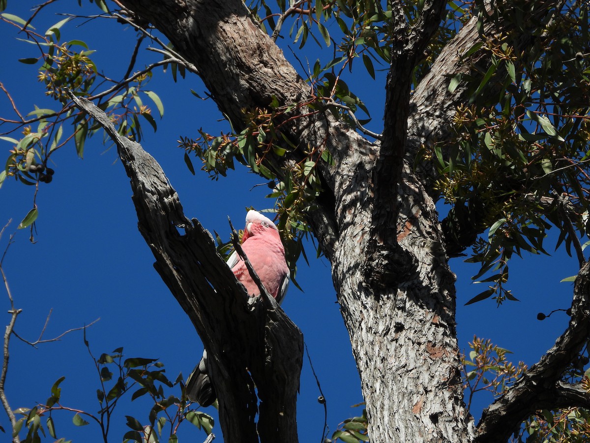 Galah - ML646384447