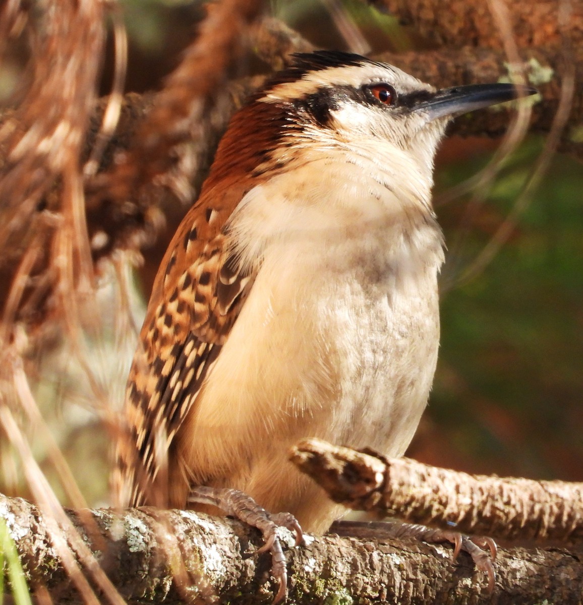 rødryggsmett - ML646384448