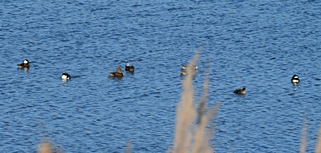 Hooded Merganser - ML646384449