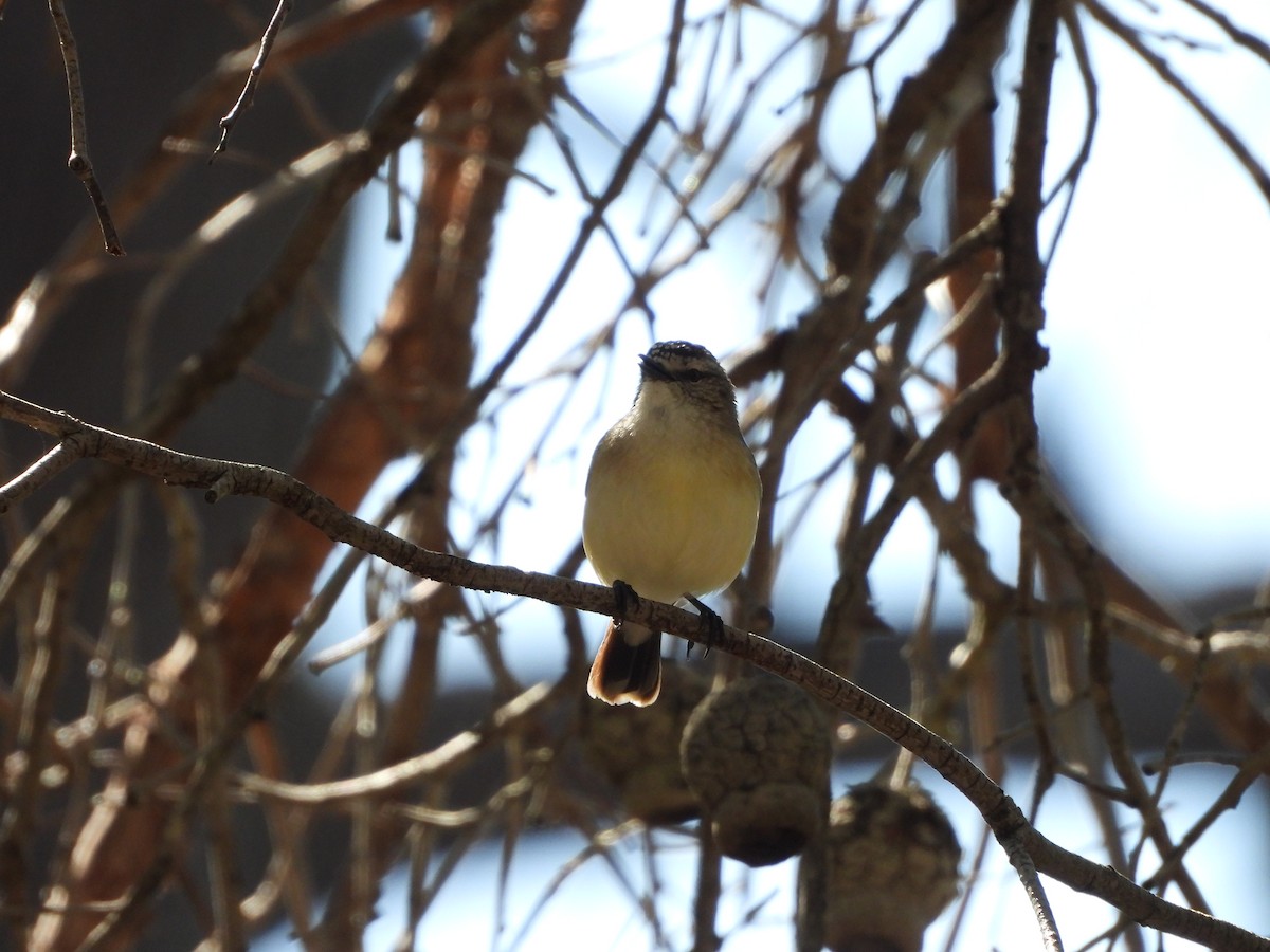 Yellow-rumped Thornbill - ML646384450