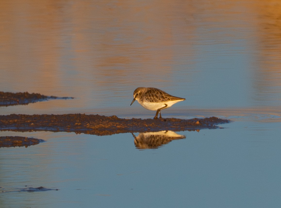 Least Sandpiper - ML646384451