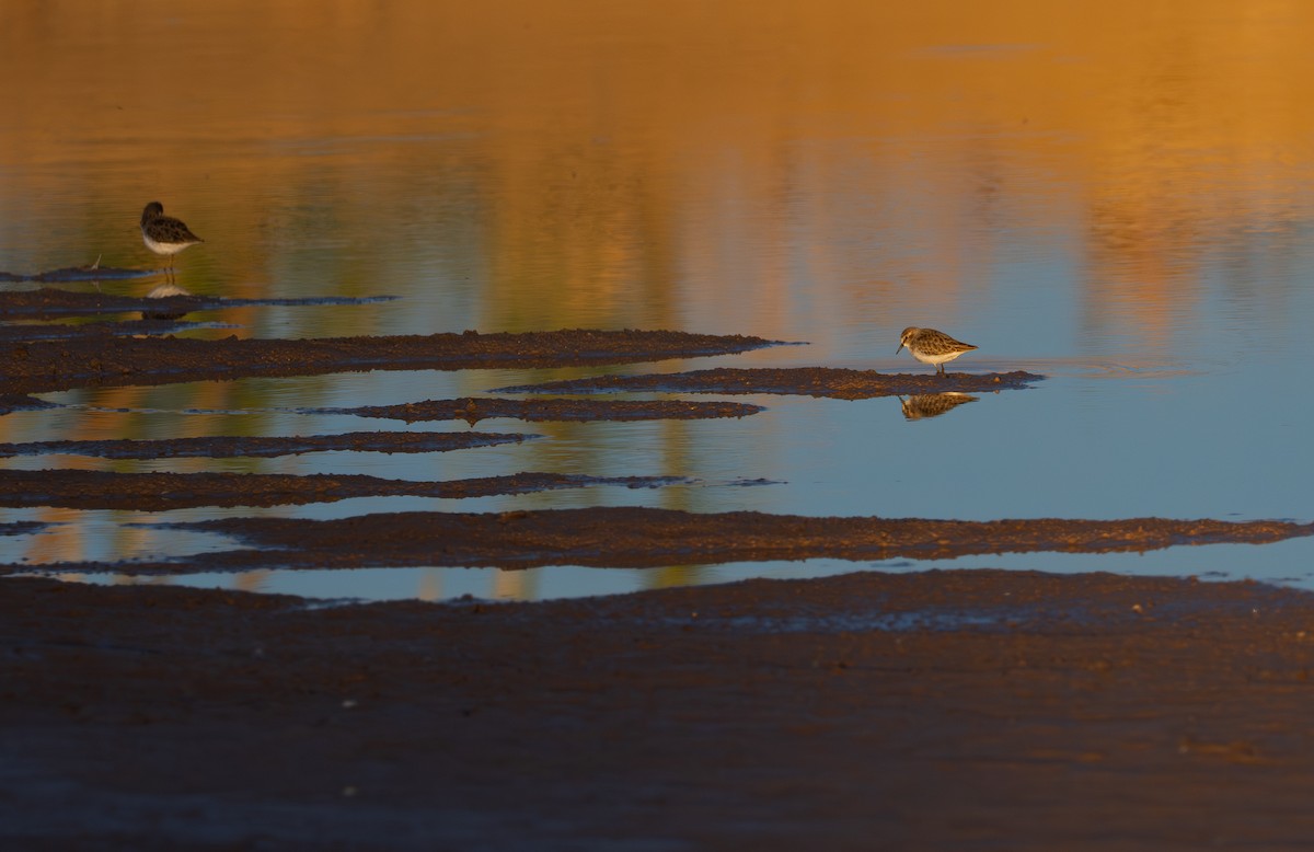 Least Sandpiper - ML646384452