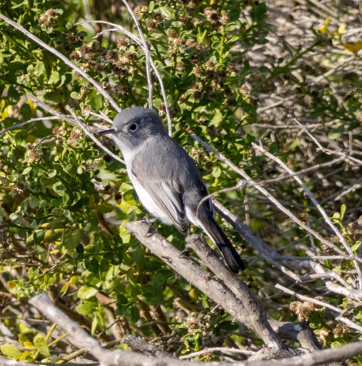 Комароловка сиза - ML646384453