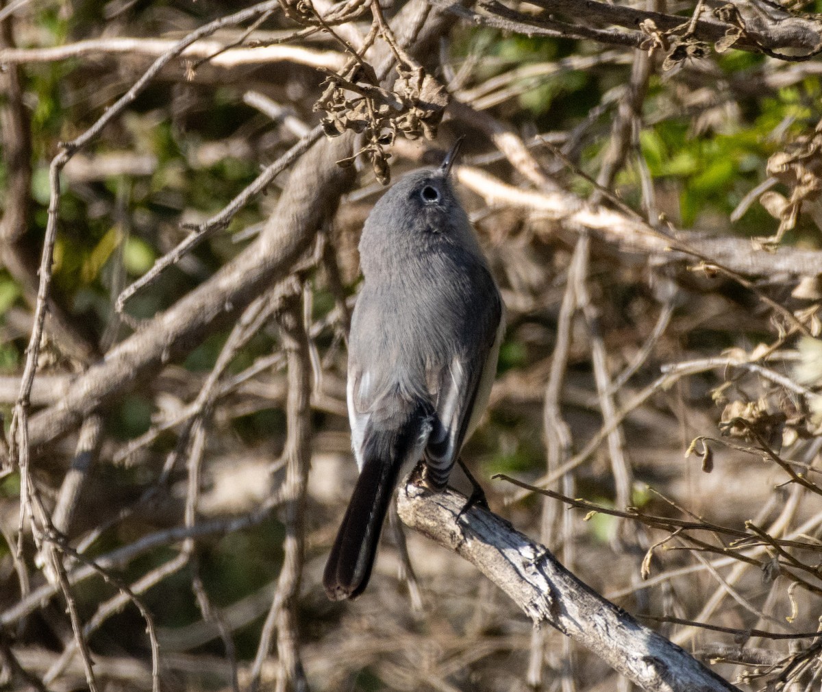 Комароловка сиза - ML646384454