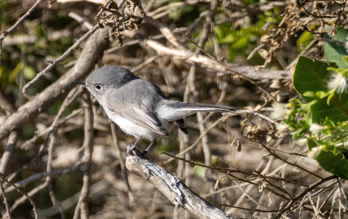 Комароловка сиза - ML646384455