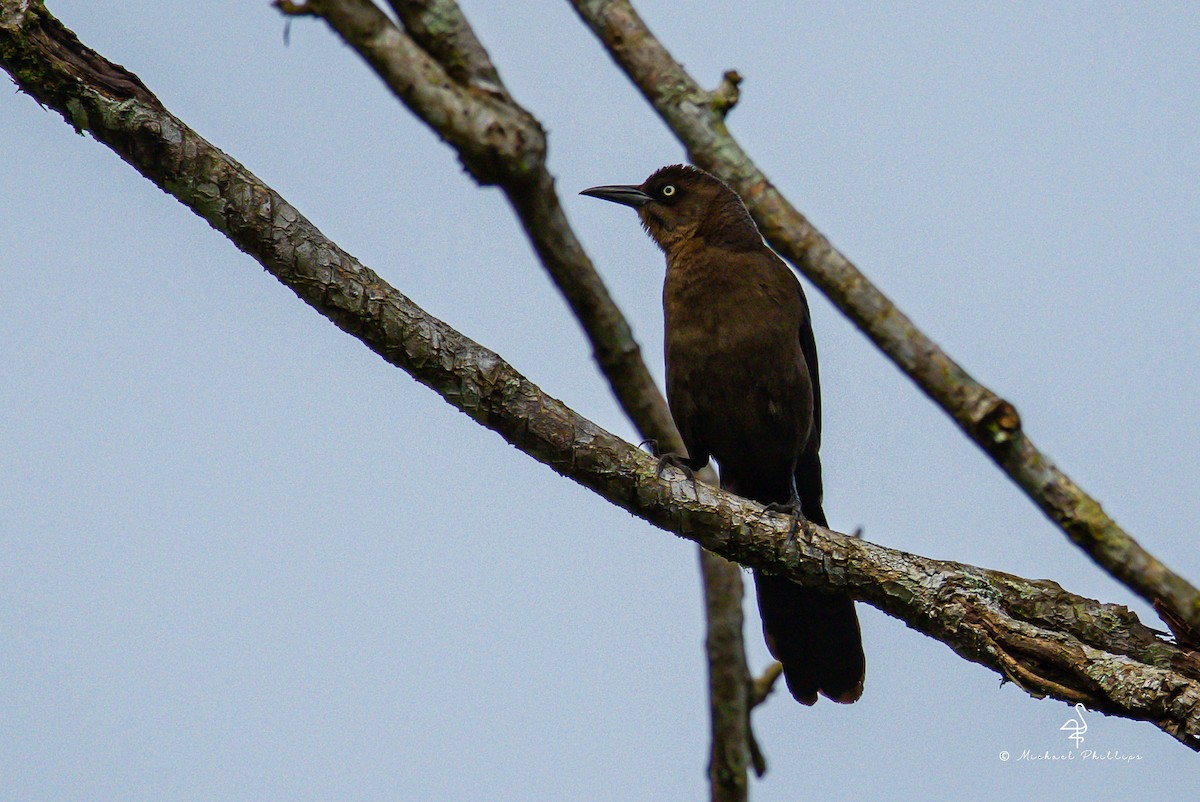 Great-tailed Grackle - ML646384457