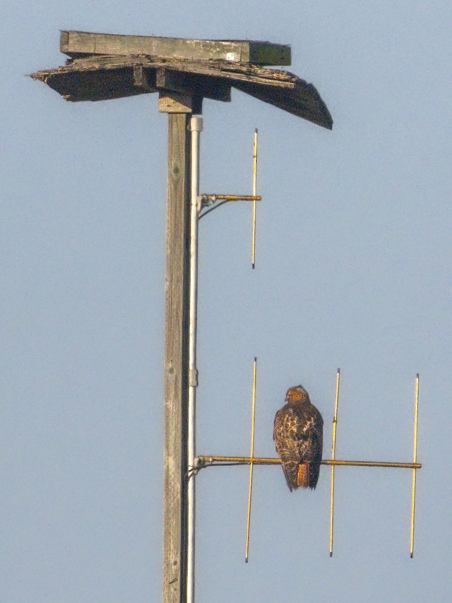 Red-tailed Hawk - ML646384458