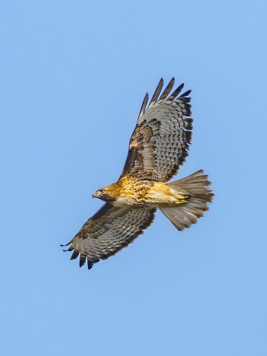 Red-tailed Hawk - ML646384459
