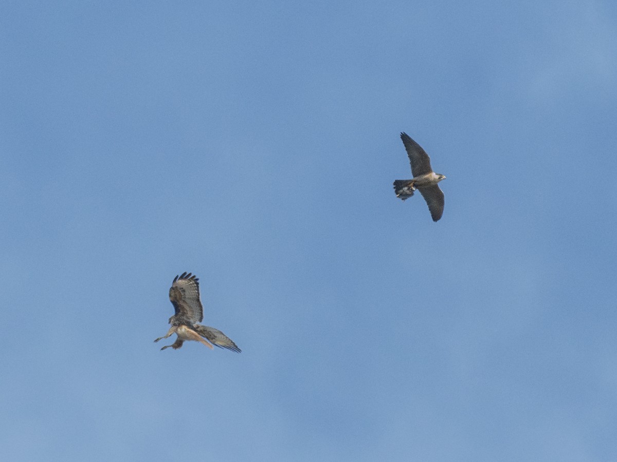 Red-tailed Hawk - ML646384460
