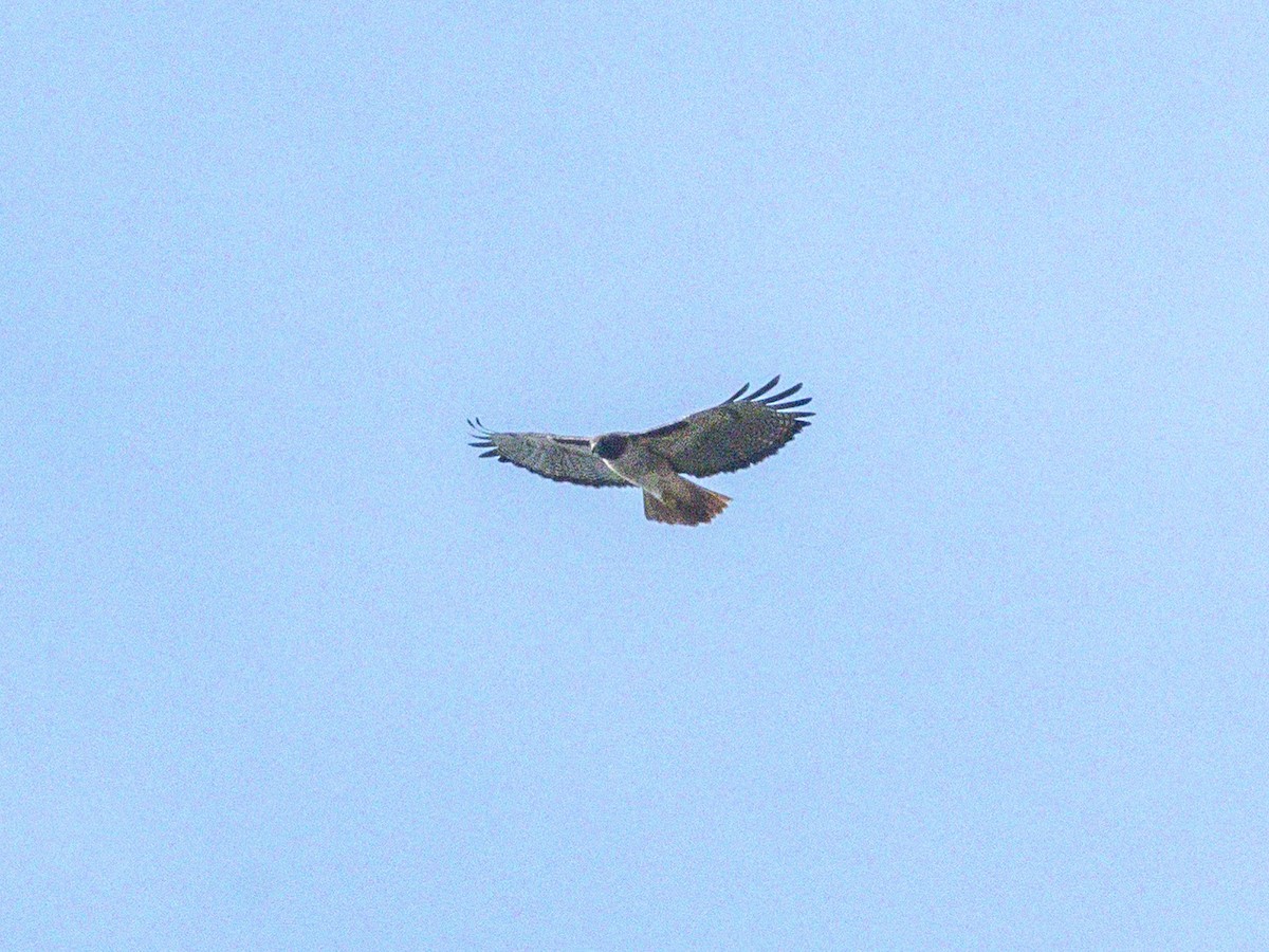 Red-tailed Hawk - ML646384461