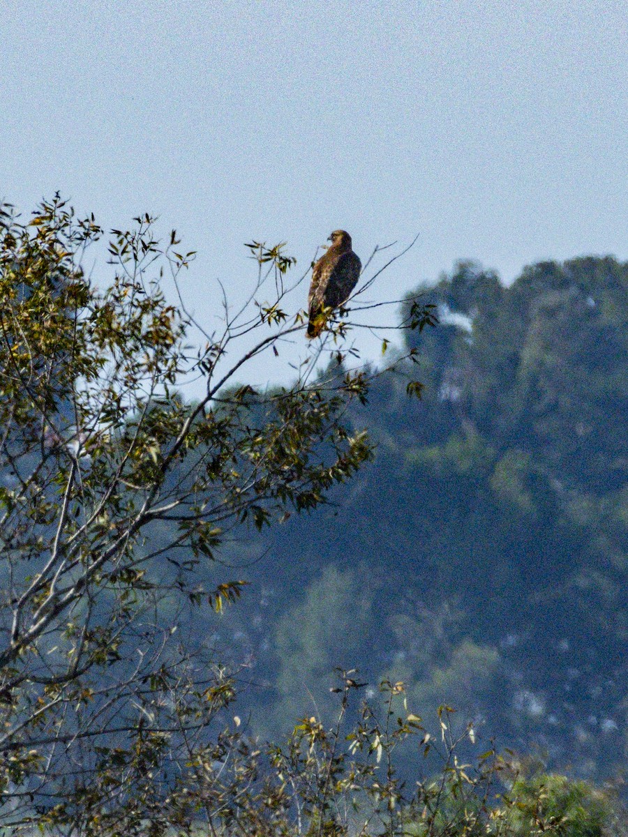 Red-tailed Hawk - ML646384463