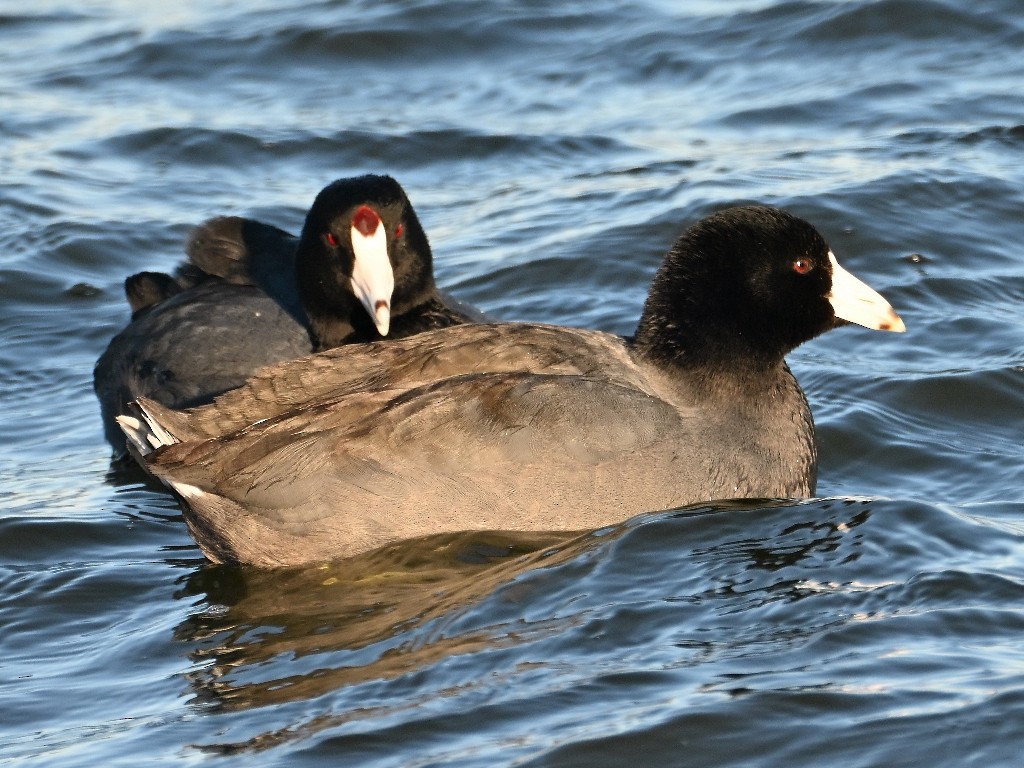 American Coot - ML646384465
